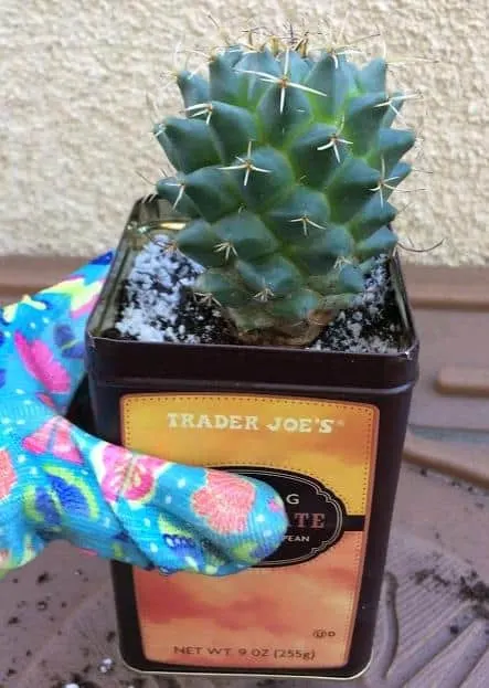 How To Use Upcycled Tin Can To Pot a Cactus