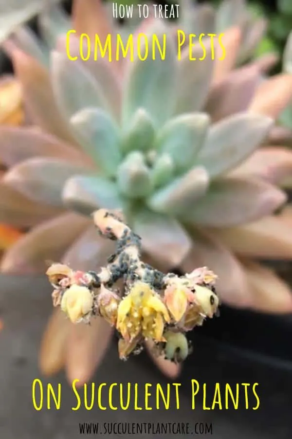 aphids on succulents blooms