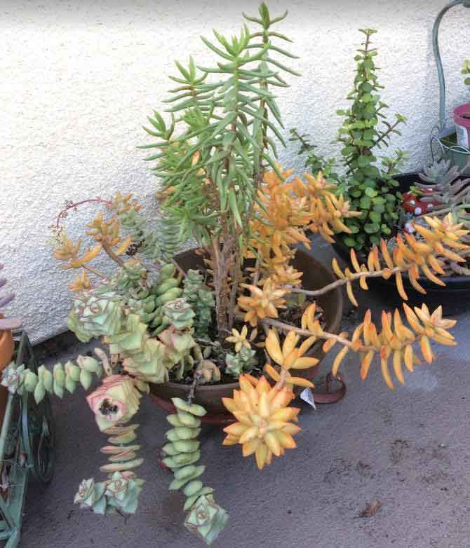  Sedum nussbaumerianum ‘Coppertone Stonecrop’, Crassula Perforata 'String of Buttons', Crassula Tetragona 'Miniature Pine Trees' in a planter