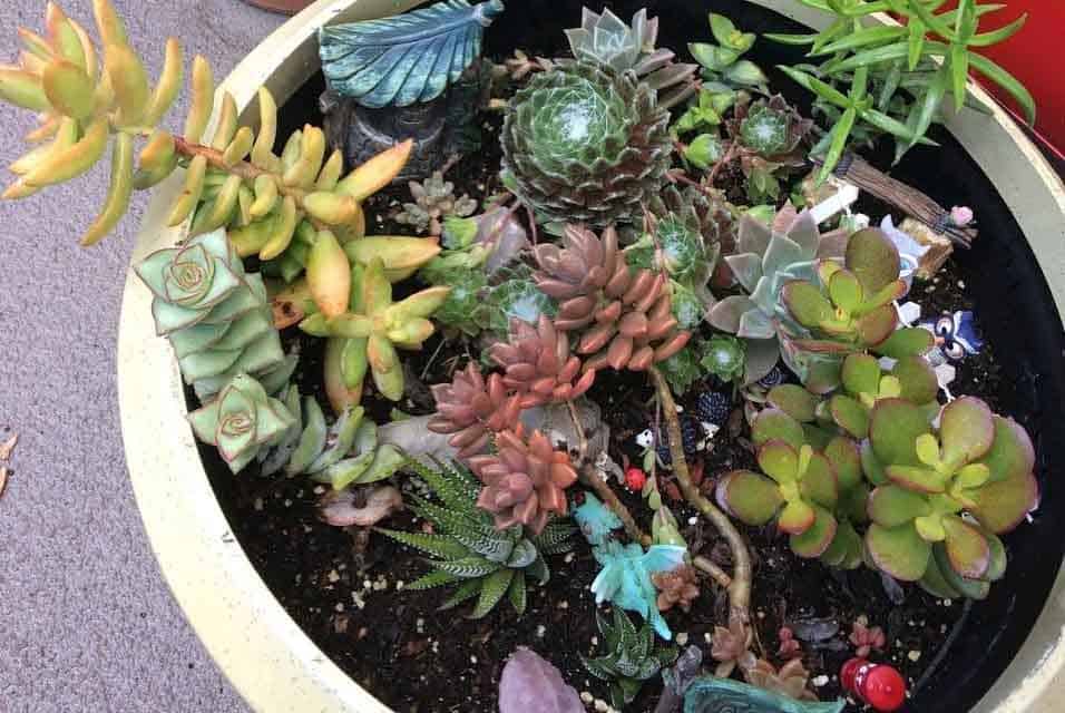 What is Succulent Propagation? My Success Stories