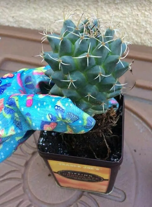 How To Use Upcycled Tin Can To Pot a Cactus