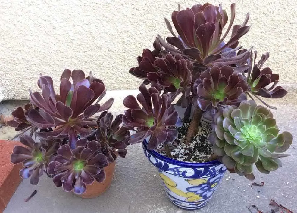 aeonium stems dunked in soapy water to get rid of aphids and mealybugs and replanted