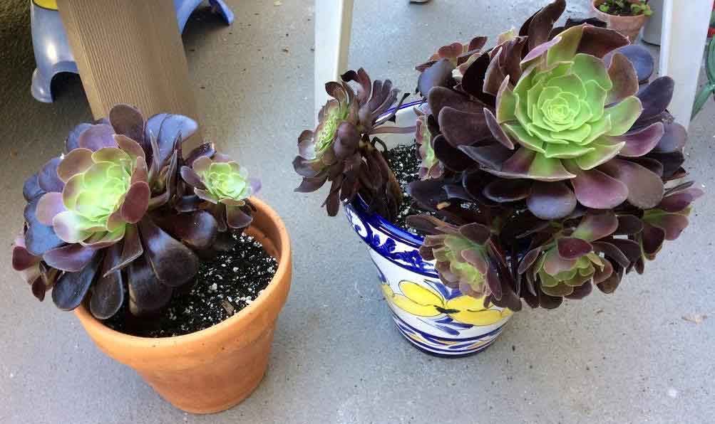 aeonium stems dunked in soapy water to get rid of aphids and mealybugs and replanted