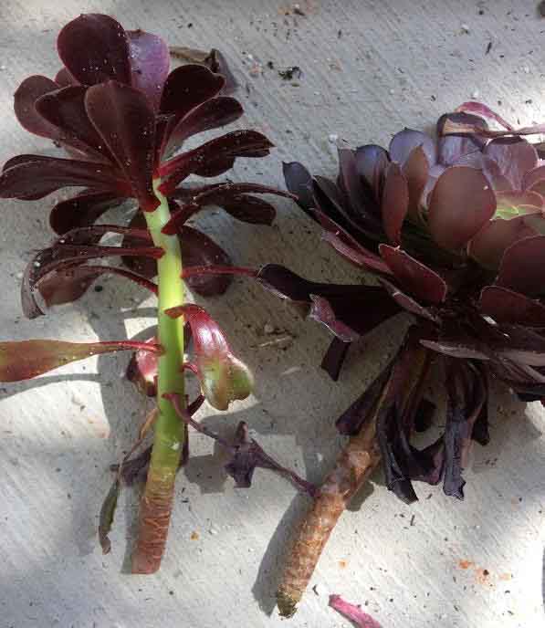 Aphids on aeoniums