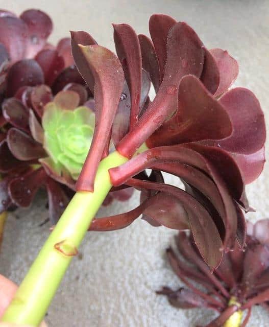 aeonium stems dunked in soapy water to get rid of aphids and mealybugs