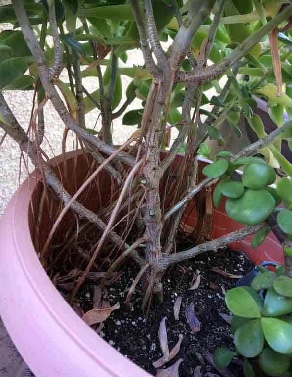 Aeonium Decorum 'Green Pinwheel' with air roots growing