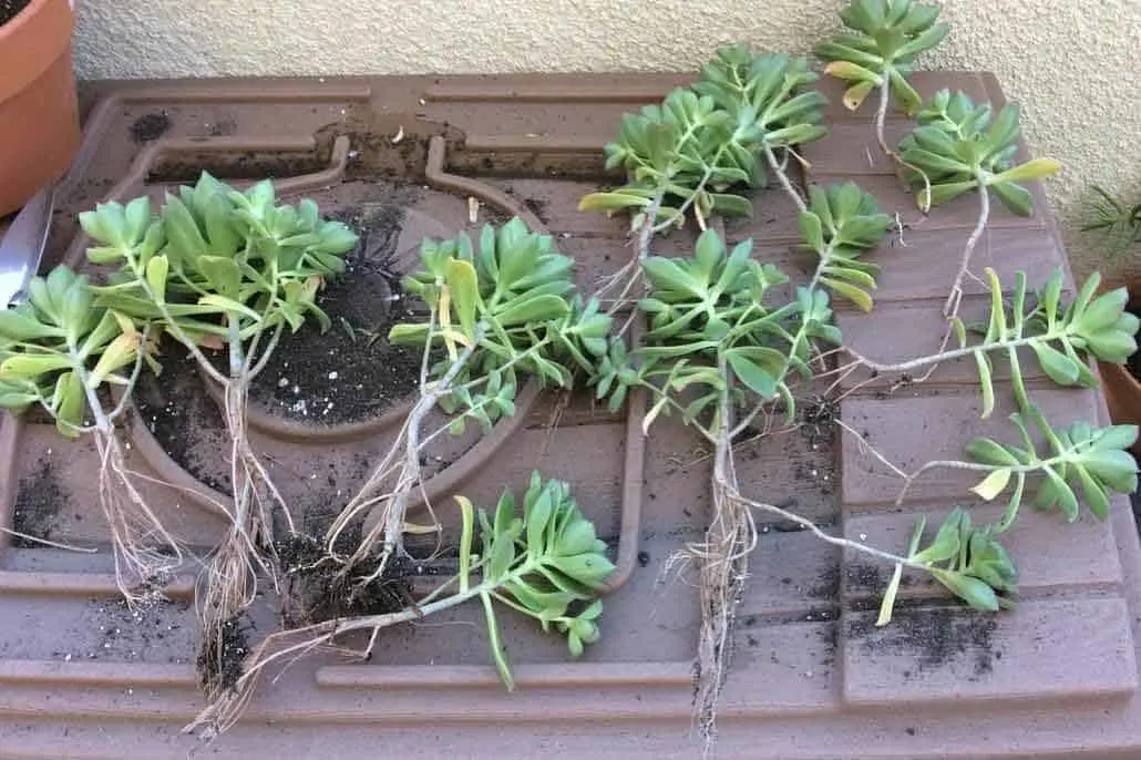 Aeonium Decorum 'Green Pinwheel' stem cuttings for propagation