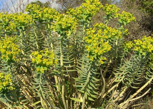 Euphorbia Rigida (Upright Myrtle Spurge)