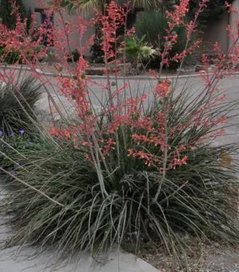 Hesperaloe Parviflora (Red Yucca)