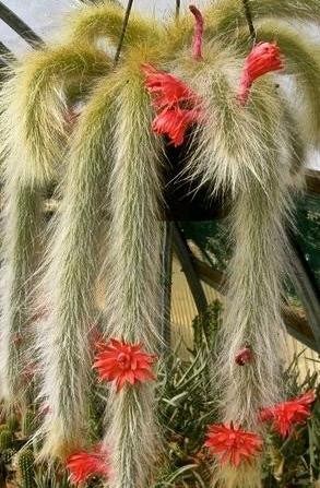 Hildewintera Colademononis (Monkey’s Tail) with flowers