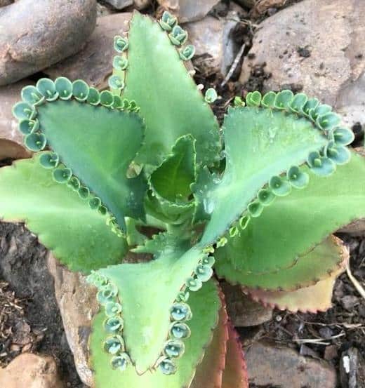 plants succulent toxic cats heart pets dogs plant kalanchoe diarrhea weakness tremors symptoms seizures occasions collapse abnormal vomiting include rate