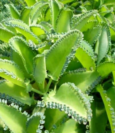 9 Succulent Plants Toxic To Cats Dogs Or Pets Succulent Plant Care,Crate Training A Puppy Crying