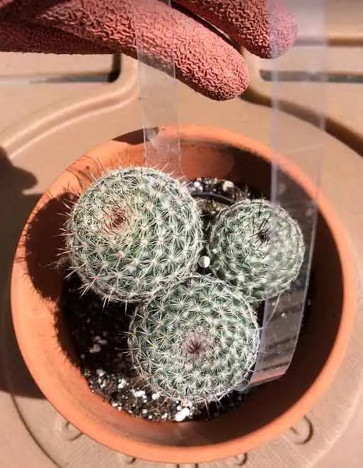 Repotting a mammillaria cactus