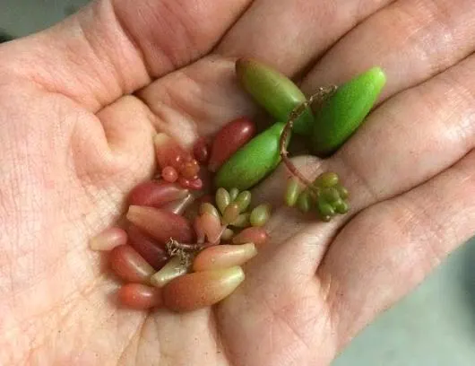 Sedum Rubrotinctum Jelly Bean Plant leaves for propagation