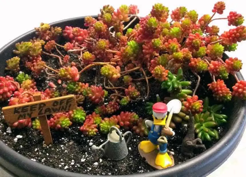 Sedum Rubrotinctum 'Jelly Bean Plant' or Christmas Cheer with red and green foliage