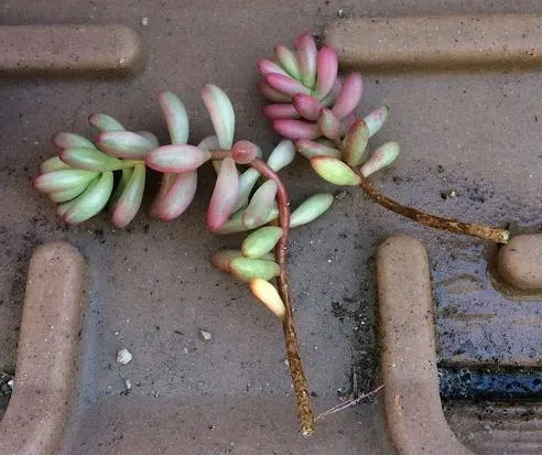 Sedum Rubrotinctum 'Aurora' (Pink Jelly Beans) stem cuttings for repotting