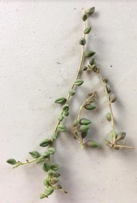 String of Pearls Senecio Rowleyanus stem cuttings for propagation