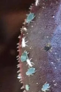 aphids on succulents