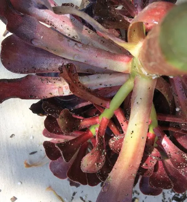 aphids on aeoniums