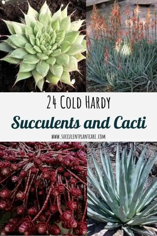 24 Cold Hardy Cacti and Succulents that Can Withstand Frost