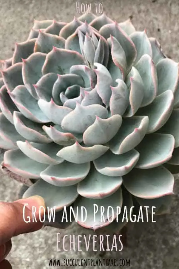 How to Grow and Propagate Echeverias