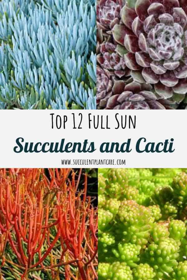 Top 12 Cacti and Succulents for Full Sun
