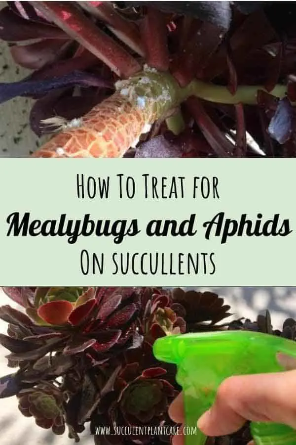 How to Treat For Ants, Mealybugs, Aphids on Succulents