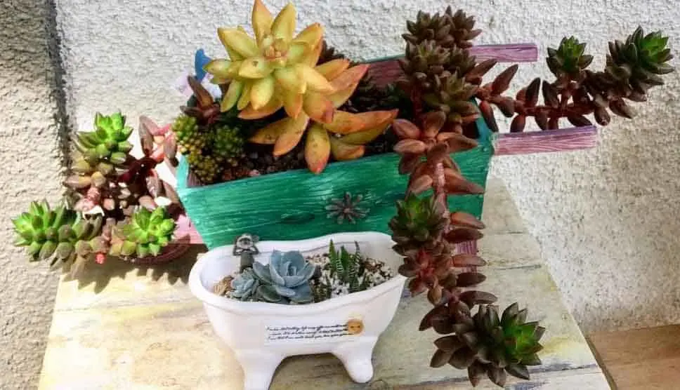 Succulents in a broken pot without drainage hole