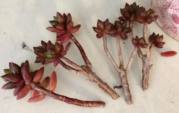 Sedeveria ‘Jet Beads’ (Jet Beads Stonecrop) stem cuttings for propagation