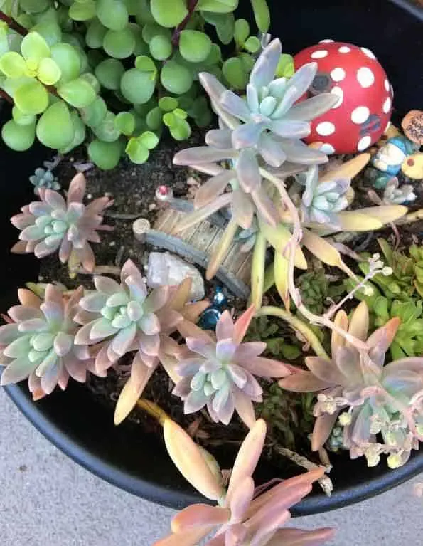 5 Reasons Why We Need to Repot Succulents