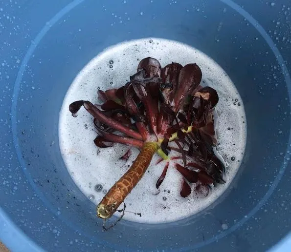 aeonium stems soaking in soapy water to get rid of aphids and mealybugs
