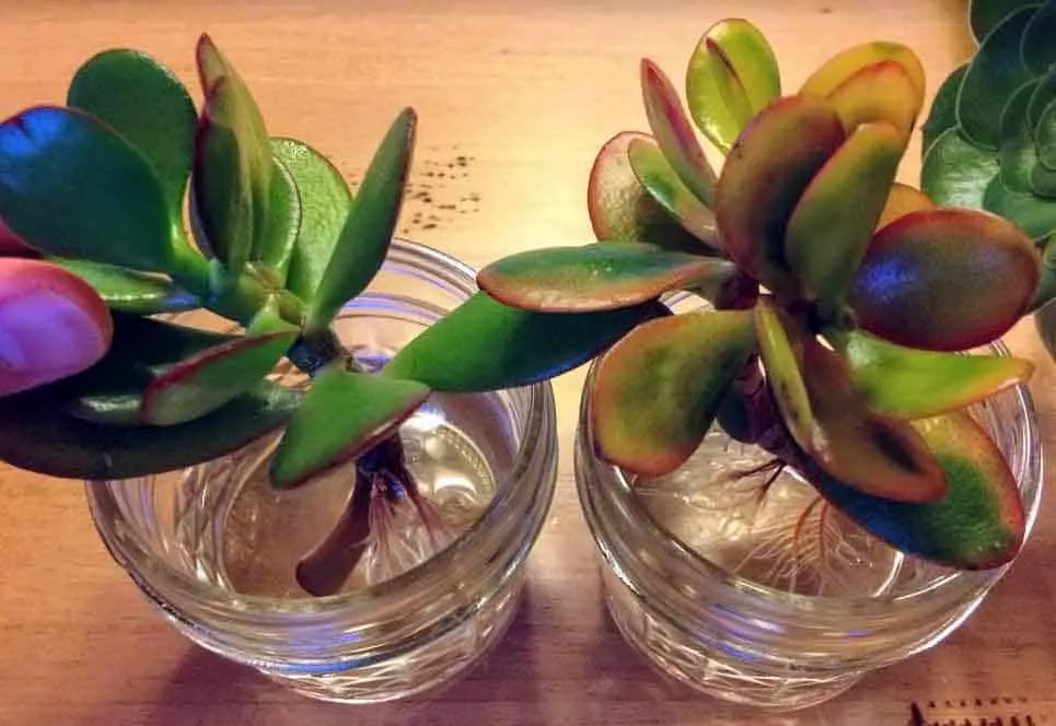 Succulent stem cuttings for water propagation