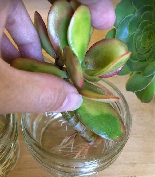 propagation succulents plant propagating cuttings succulentplantcare watering rooting