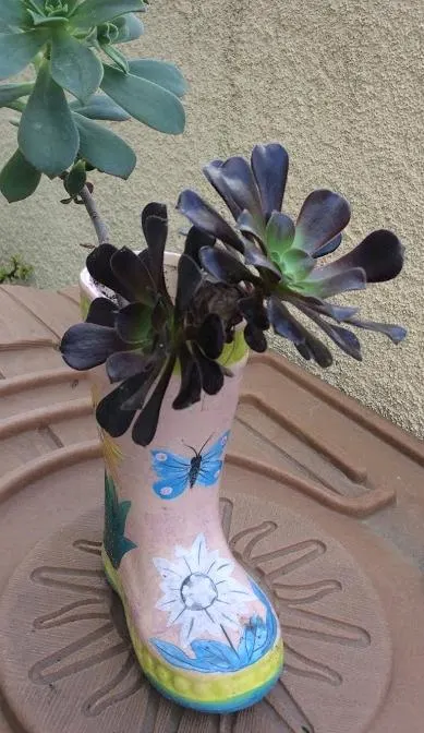 Aeonium arboreum ‘Zwartkop’ (Black Rose) growing from stem cutting