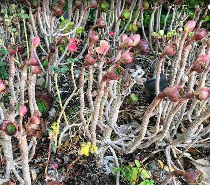 Drooping aeoniums, dormant aeoniums with fallen leaves