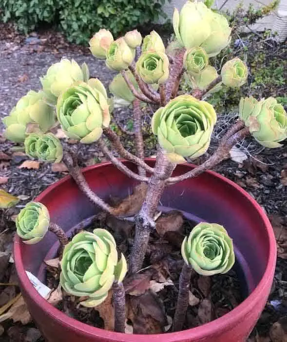 Aeonium 'Blushing Beauty' going dormant and dropping leaves