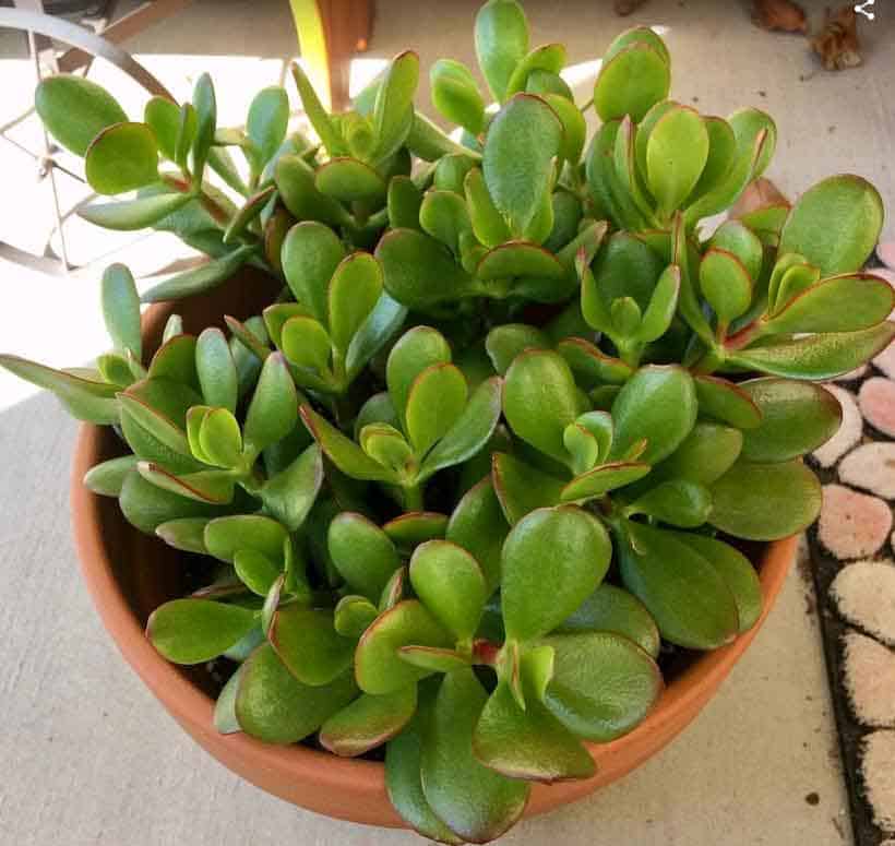 Jade Plant Cuttings--Crassula Ovata Succulent DEEP GREEN-4-5"-Great for Bonsai 