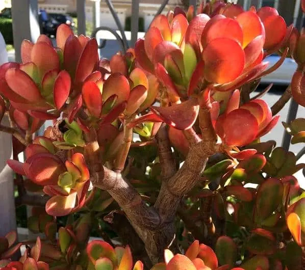 Crassula Ovata 'Jade Plant' with red leaves from full sun exposure