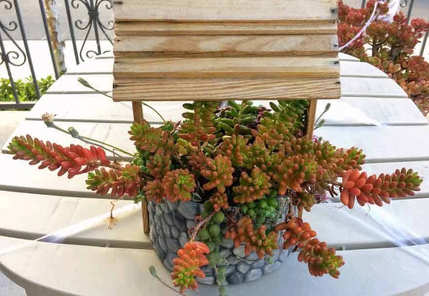Sedum Rubrotinctum Jelly Bean plant with healthy green and red leaves