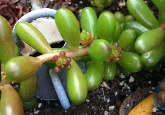 New succulent leaves growing back on the stem of jelly bean plant