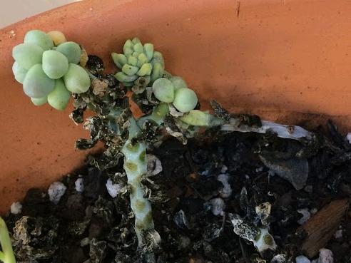 Overwatered succulent rotting from the root up with black leaves