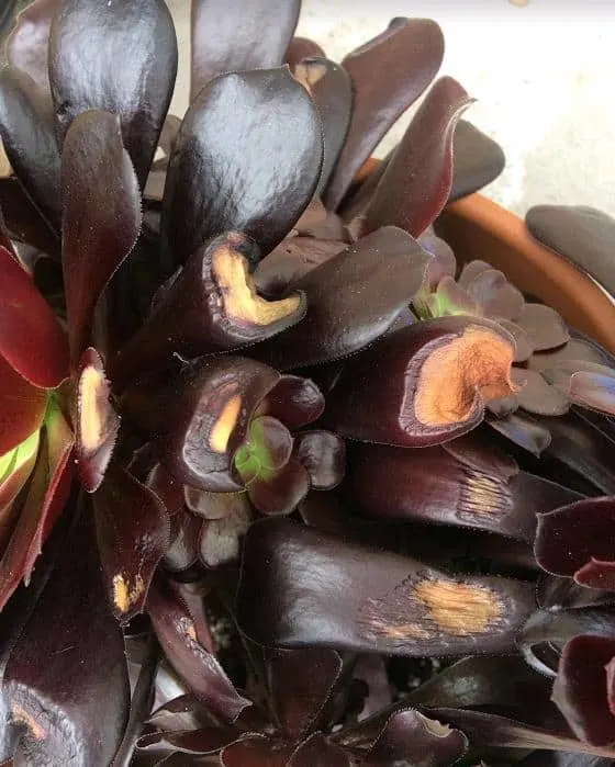 Aeoniums with sunburned, brown leaves
