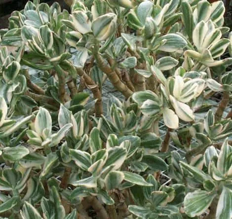 Crassula Ovata ‘Variegata’ (Variegated Jade Plant)