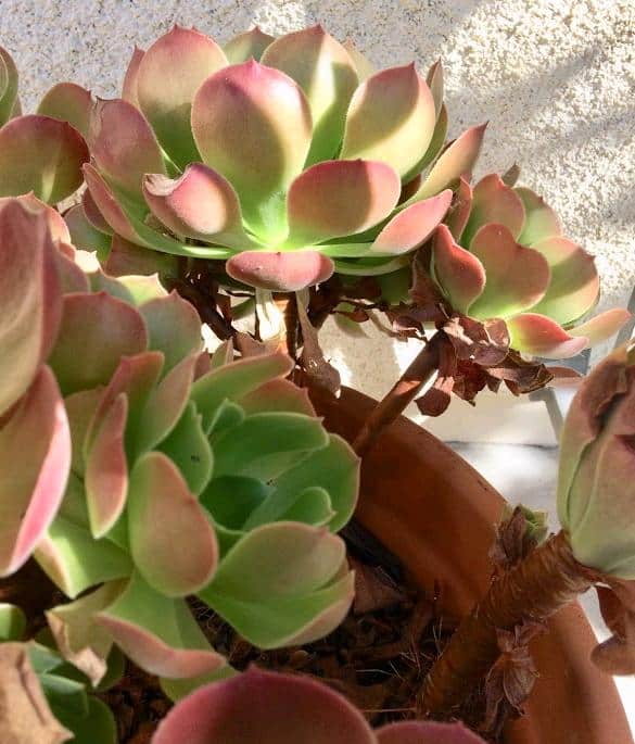 Aeoniums with dried up bottom leaves