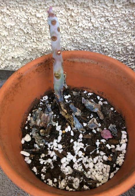 Overwatered succulent that rotted from the root up
