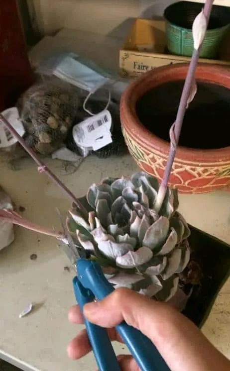 Cutting off bloom stalks from an echeveria after it bloomed