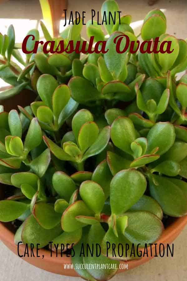 Crassula Ovata 'Jade Plant' with green leaves and red tips