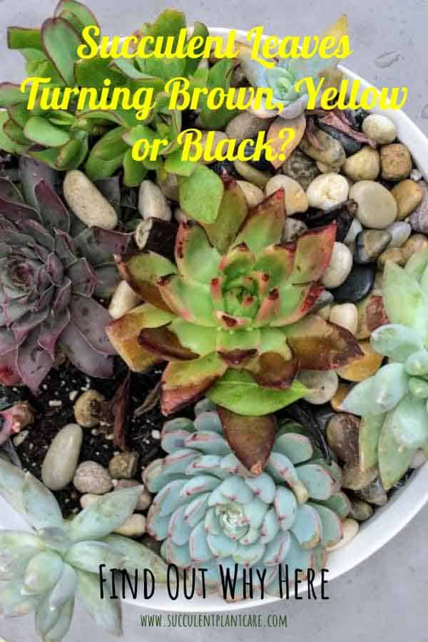 Succulent with brown and black leaves from sunburn and overwatering