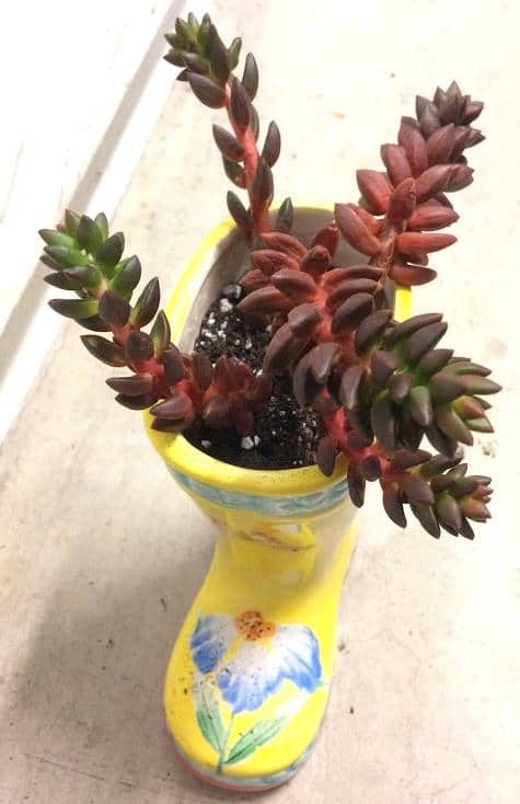 Succulents in pot without drainage hole