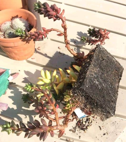 Succulents in a broken pot without drainage hole